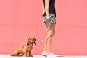 ZEE DOG Smycz Phantom XS