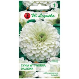 Cynia wytworna daliowa 'Polar Bear' - kwiaty białe