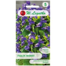 Fiołek (Viola) wonny - fioletowy