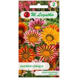 Gazania lśniąca mieszanka, nasiona otarte