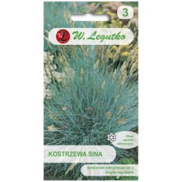 Kostrzewa sina - trawa ozdobna, srebrnoniebieska