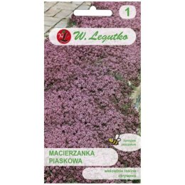 Macierzanka piaskowa - odmiana lilaróżowa