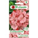 Pelargonia rabatowa 'Raspberry Ripple' Divas F1 - kwiaty pstre, pomarańczowo-czerwone