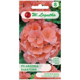 Pelargonia rabatowa z serii Gama F1 - łososiowa