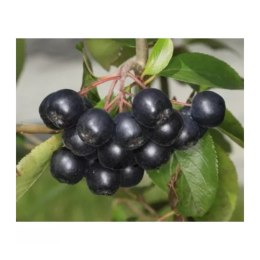 Aronia prunifolia 'Nero'