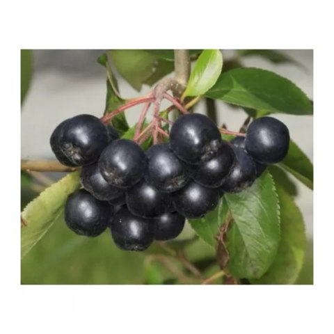 Aronia prunifolia 'Nero'