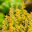 Berberys Thunberga - Berberis thunbergii 'Maria'(R)