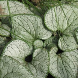 Brunera Wielkolistna - Brunnera Macrophylla 'Silver Heart'