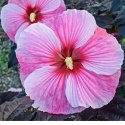 Hibiskus bylinowy 'Starry Night'