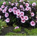 Hibiskus bylinowy 'Starry Night'