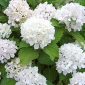 Hortensja Ogrodowa - Hydrangea Macrophylla 'Soeur Thérèse'