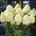 Hortensja bukietowa - Hydrangea paniculata 'Limelight'(R)