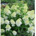 Hortensja bukietowa - Hydrangea paniculata 'Limelight'(R)