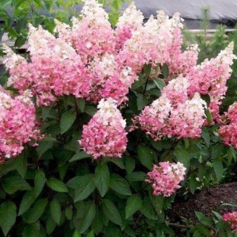 Hortensja bukietowa - Hydrangea paniculata 'Pinky Winky'(R)