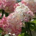 Hortensja bukietowa - Hydrangea paniculata 'Pinky Winky'(R)
