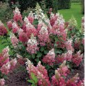 Hortensja bukietowa - Hydrangea paniculata 'Pinky Winky'(R)