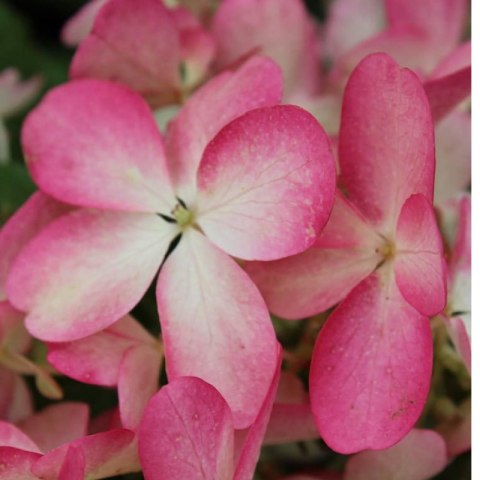 Hortensja bukietowa - Hydrangea paniculata 'Pinky Winky'(R)