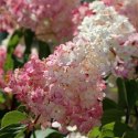 Hortensja bukietowa - Hydrangea paniculata 'Pinky Winky'(R)