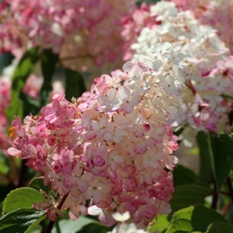 Hortensja bukietowa - Hydrangea paniculata 'Pinky Winky'(R)