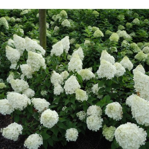 Hortensja bukietowa - Hydrangea paniculata 'Polar Bear'(R)