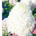 Hortensja bukietowa - Hydrangea paniculata 'Polar Bear'(R)