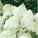 Hortensja bukietowa - Hydrangea paniculata 'Polar Bear'(R)