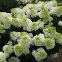 Hortensja bukietowa - Hydrangea paniculata 'Polar Bear'(R)