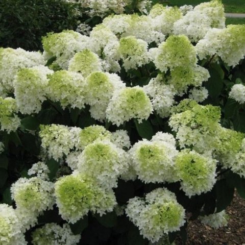 Hortensja bukietowa - Hydrangea paniculata 'Polar Bear'(R)