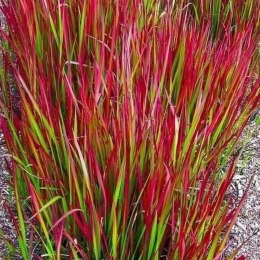 Imperata cylindryczna Red Baron — trawa o czerwonych liściach