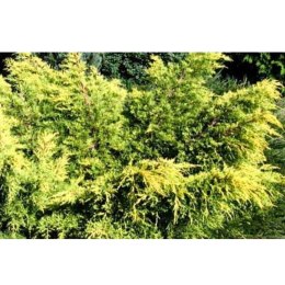 Jałowiec pośredni - Juniperus media 'King of Spring'