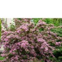 Krzewuszka cudowna - Weigela florida 'Rumba'