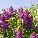 Lilak pospolity - Syringa vulgaris 'And an Ludwig Spath'