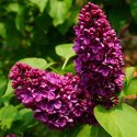 Lilak pospolity - Syringa vulgaris 'And an Ludwig Spath'