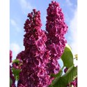 Lilak pospolity - Syringa vulgaris 'And an Ludwig Spath'