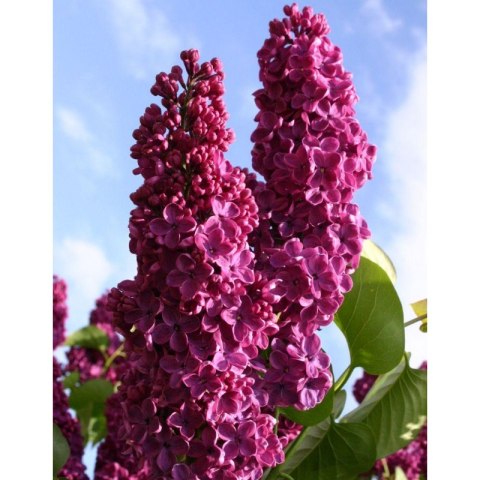 Lilak pospolity - Syringa vulgaris 'And an Ludwig Spath'