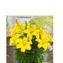 Lilia - Lilium 'Ilse Yellow'