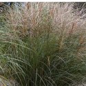 Miskant chiński - Miscanthus sinensis 'Ferner Osten'