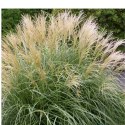 Miskant chiński- Miscanthus sinensis 'Herman Mussel'