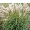 Miskant chiński- Miscanthus sinensis 'Herman Mussel'