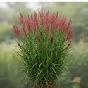 Miskant chiński - Miscanthus sinensis 'Red Chief'