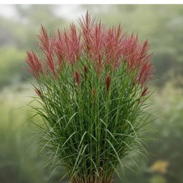 Miskant chiński - Miscanthus sinensis 'Red Chief'