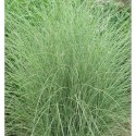 Miskant chiński 'Morning Light', Miscanthus sinensis