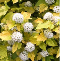 Pęcherznica kalinolistna - Physocarpus opulifolius 'Luteus'