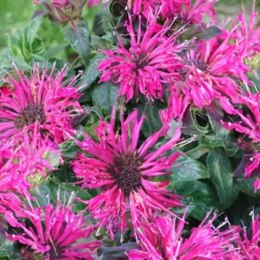 Pysznogłówka - Monarda Didyma 'Cranberry Lace'