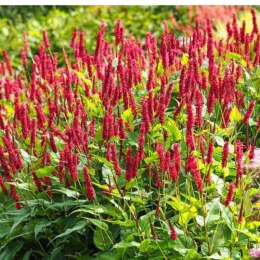 Rdest himalajski 'Ample Vibrant Red' (Persicaria amplexicaulis) - sadzonka
