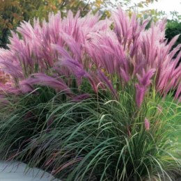 Rozplenica Japońska - Pennisetum Alopecuroides 'Red Head'