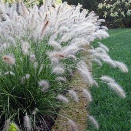 Rozplenica japońska - Pennisetum alopecuroides