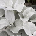 Starzec - Senecio 'Angel Wings'