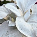 Starzec - Senecio 'Angel Wings'