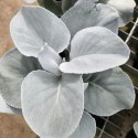 Starzec - Senecio 'Angel Wings'